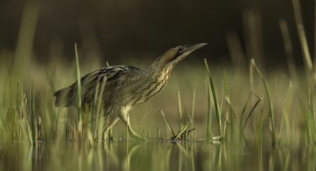 A bittern wading across shallow water peppered with grass and reed stems