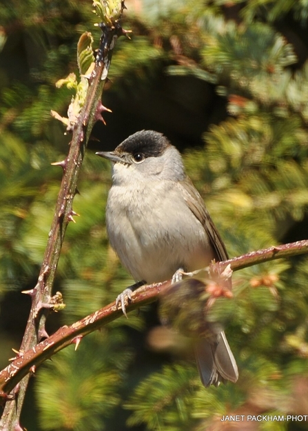 A male blackcap, with a grey body and black head, sitting on a twig covered in thorns