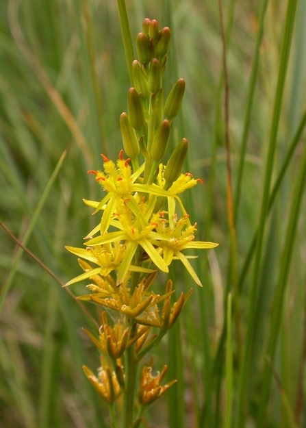Bog asphodel plant with yellow flowers