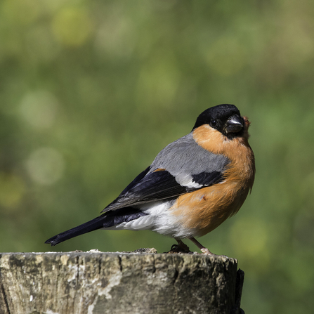 A male bullfinch with a coral-coloured breast and smoky grey back perching on top of a log