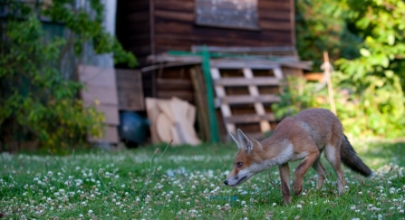 A young fox walking through a garden past a shed