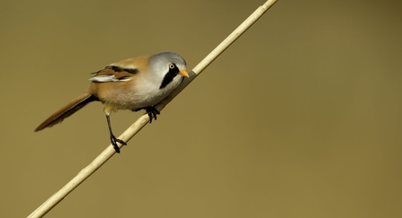 A male bearded tit perched alertly on a reed stem