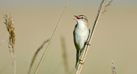 A sedge warbler perched on a reed and singing