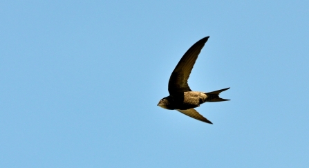 A swift flying across a bright blue sky