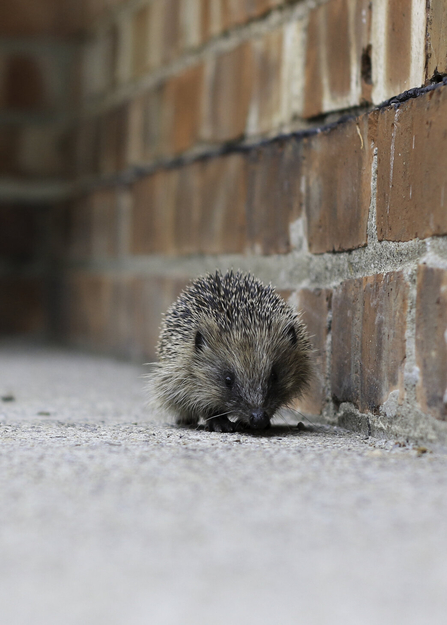 An urban hedgehog walking down the perimeter of a red brick wall