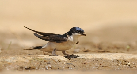 A house martin perched on the ground