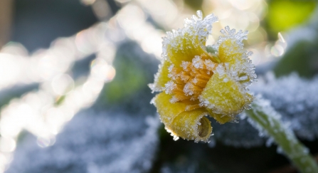 A lesser celandine flower covered in winter frost