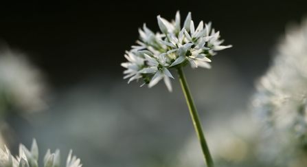 The star-like, clustered flowers of wild garlic
