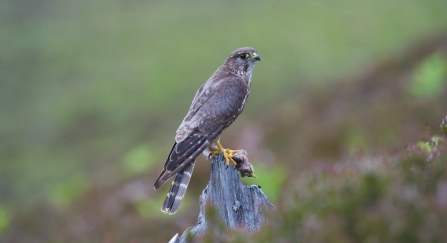 A female merlin perched on a tree stump with prey for her chicks