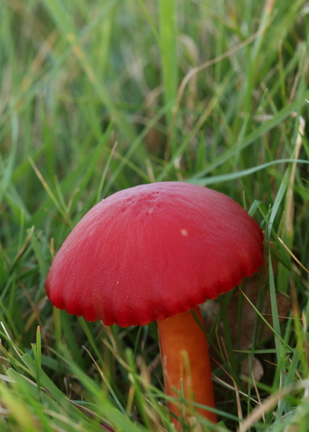 The bright red cap and orange stem of a scarlet waxcup mushroom growing amongst grass