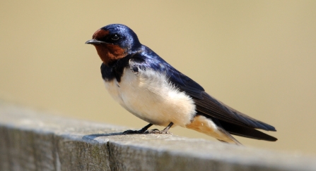 A swallow sitting on a wooden fence post in the sunshine