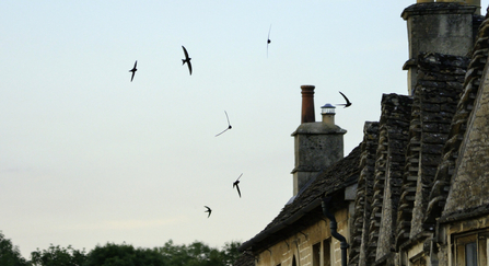 Numerous silhouettes of common swifts flying against a pale dusk sky, next to chimney stacks