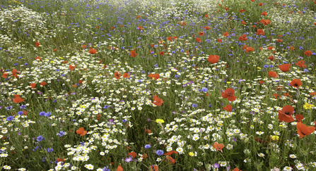 Wildflower meadow with red poppies, blue cornflowers and white daisies