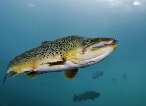 Linda Pitkin_2020VISION_ brown trout