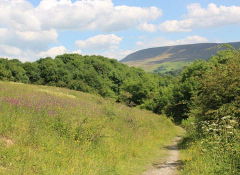 Wildflowers lining a footpath that leads to a woodland watched over by Pendle Hill