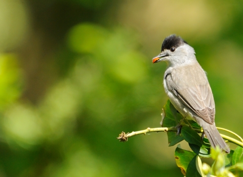 A male blackcap sitting on a twig with a ladybird in its mouth