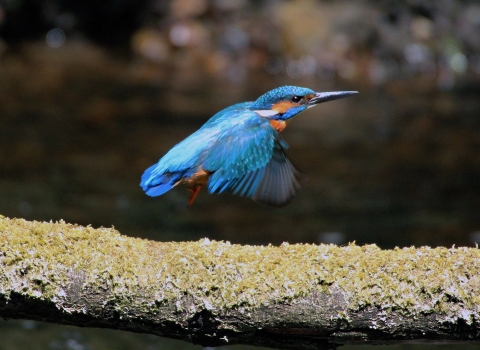A kingfisher taking flight from a branch across a river on the Kingfisher Trail