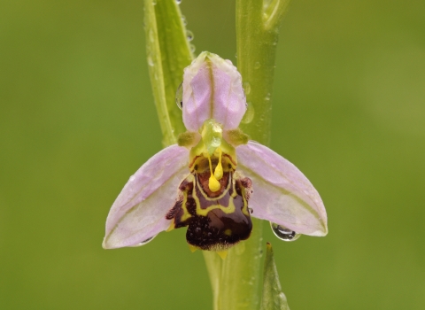 A bee orchid dripping with fresh morning dew