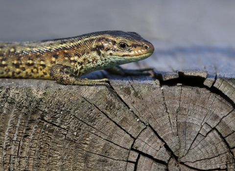 A common lizard resting on a log in the sunshine