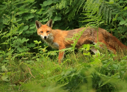 A fox standing in the bushes and looking into camera