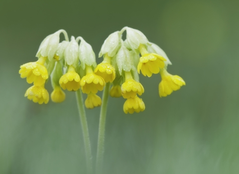 Cowslip by Guy Edwardes/2020VISION 