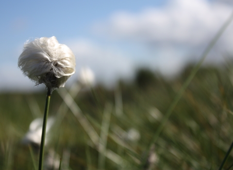 A head of cotton grass growing on Cadishead Moss nature reserve