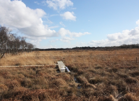 A wooden walkway at Astley Moss nature reserve