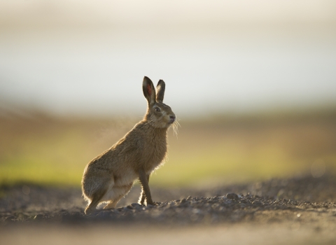 A brown hare posing while it's backlit by the setting sun