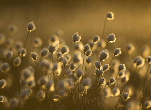 A field of backlit cotton grass at sunset