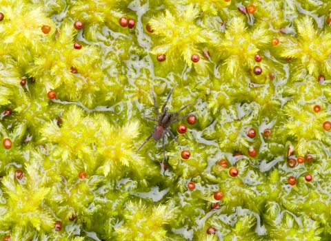 A spider walking across a patch of fruiting sphagnum moss
