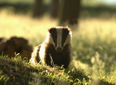 A badger standing on grass, backlit by the sunshine