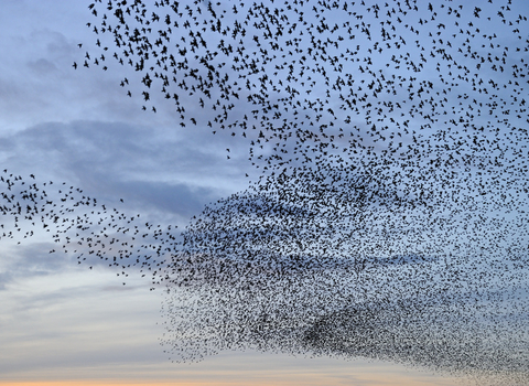 Thousands of starlings gathering in preparation for a murmuration