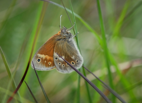 A reintroduced large heath butterfly after release