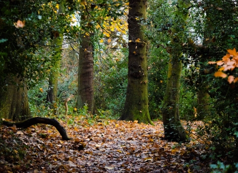 Boilton Wood at Brockholes Nature Reserve in autumn