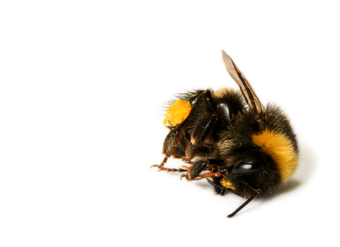 A dead bumblebee lying on the floor against a white background