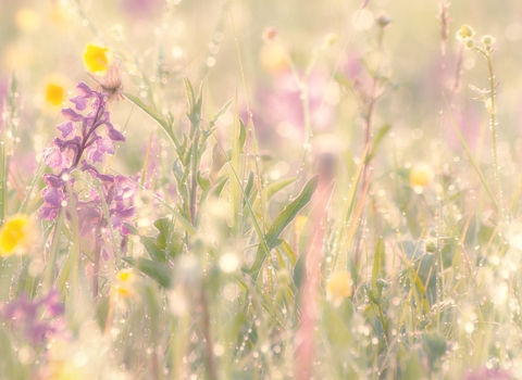 Orchids in early morning dew in a wild flower meadow