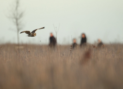 A short-owl hunts as people watch on in the background