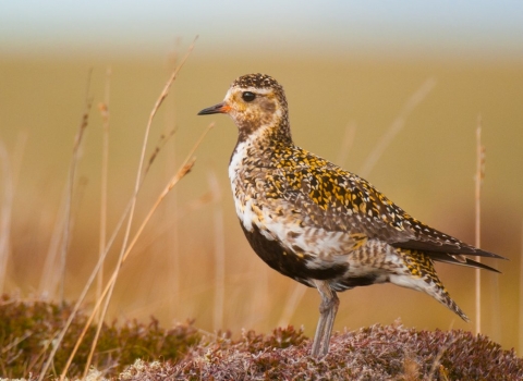 A golden plover standing on a mound of heather on a moorland