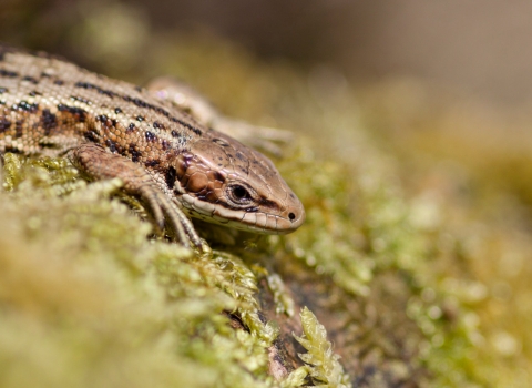 A common lizard resting on a mossy log