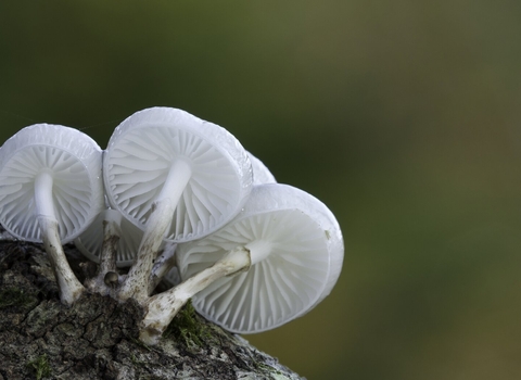 A group of almost translucent white porcelain fungi growing together on mossy tree bark