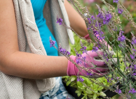 A woman planting insect-friendly plants in her garden