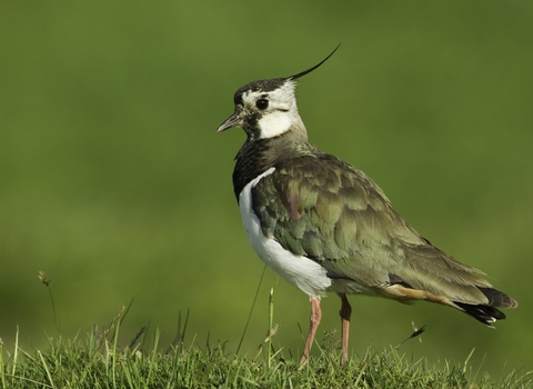 A lapwing standing on a tussock of grass