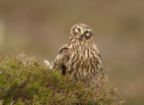 A female hen harrier looking into camera from near her nest