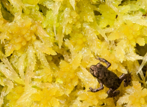 Juvenile common frog on green sphagnum moss