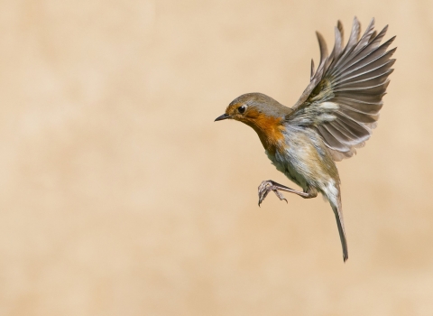 A robin in-flight with its wings held aloft