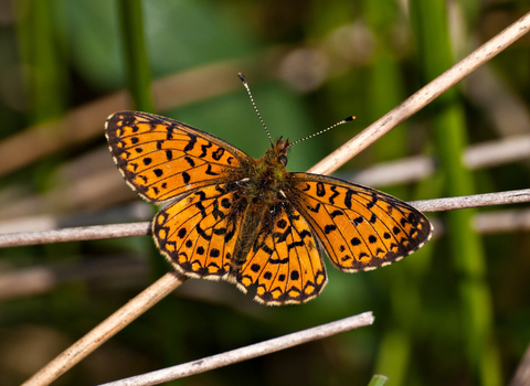 A small pearl-bordered fritillary butterfly resting on a twig