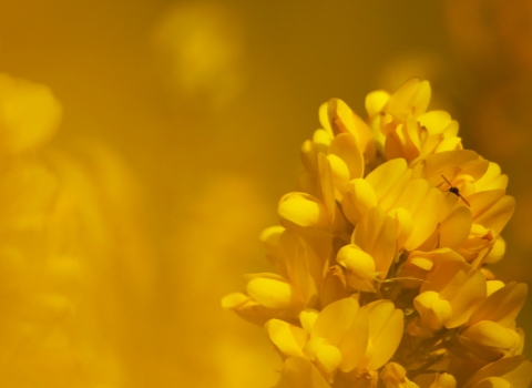 A close-up of bright yellow gorse flowers