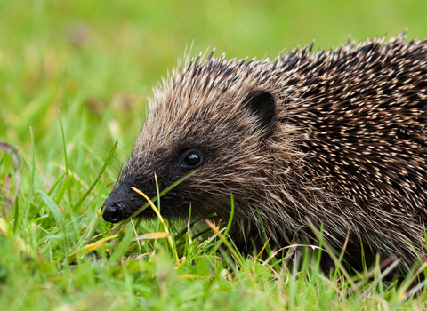Close-up of a hedgehog walking through short grass