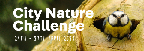 City Nature Challenge 2020 banner