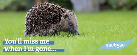Hedgehogs are vulnerable to extinction in the UK and need our help